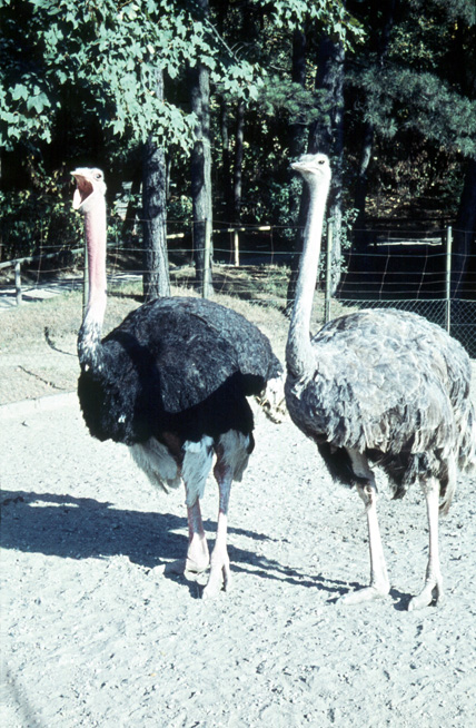 M26-Vögel Strauß, Zoo - 1959